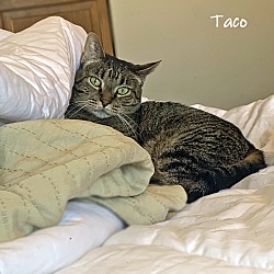 Thumbnail photo of Taco #4