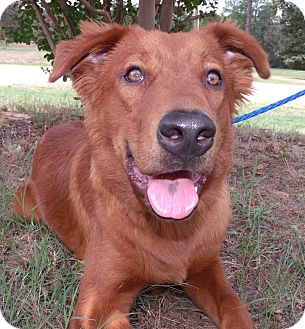 irish setter husky mix