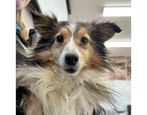 Kanab, UT - Sheltie, Shetland Sheepdog/Mixed Breed (Medium). Meet