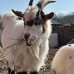 bonded pet photo