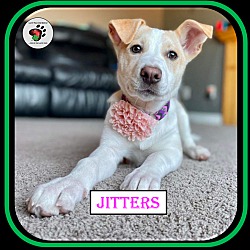 Thumbnail photo of Jitters #1