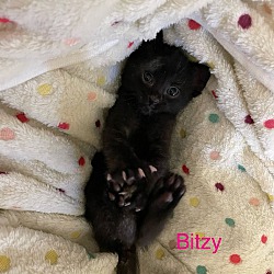 Thumbnail photo of Bitzy #1