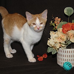 Thumbnail photo of Marmalade #1