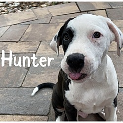 Thumbnail photo of Hunter #1