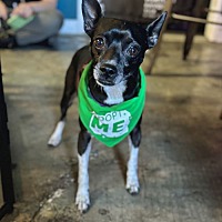 adopt a pet