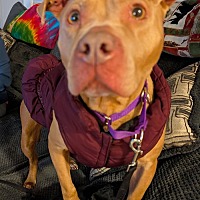 adopt a pet
