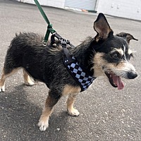 adopt a pet