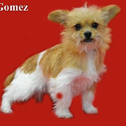 Photo of Gomez