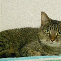 Thumbnail photo of Misty, a Polydactyl cat #1