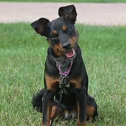 Min pin australian shepherd 2024 mix