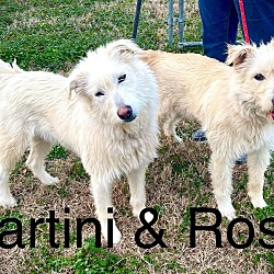 Photo of Martini