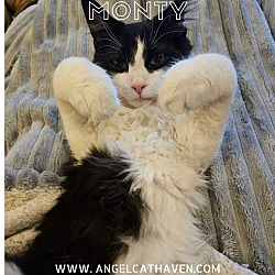Thumbnail photo of Monty #1