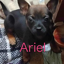 Photo of ARIEL