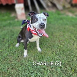 Thumbnail photo of Charlie (2) #1