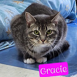 Thumbnail photo of Gracie #3