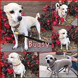 Thumbnail photo of Bugsy #1