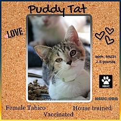 Thumbnail photo of Puddy Tat #4