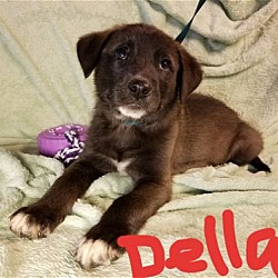 Thumbnail photo of Della #2
