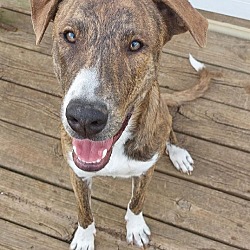 plott hound puppies for sale in michigan