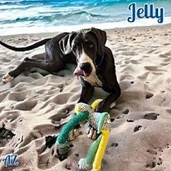 Photo of Jelly
