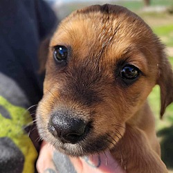 Mequon, Wi - Labrador Retriever Doberman Pinscher. Meet Haven A Pet For 