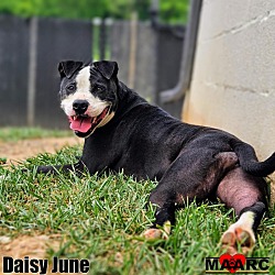 Thumbnail photo of Daisy June #2