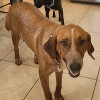 adopt-pet