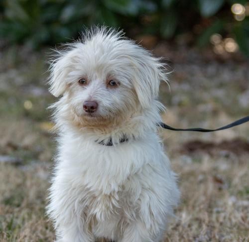 Adopt ELF a White Havanese / Mixed dog in Salem, NH ...