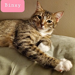 Thumbnail photo of Binxy #2