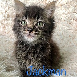 Thumbnail photo of Jackman #3