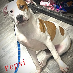 Photo of Pepsi