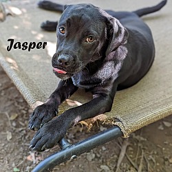 Thumbnail photo of Jasper D #1