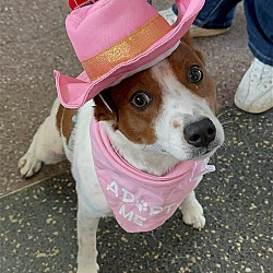 Thumbnail photo of Sissy - Cattle dog in costume! #3