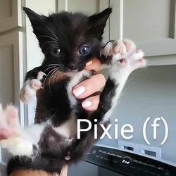 Thumbnail photo of Pixie #1