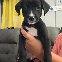 Thumbnail photo of Twix #1