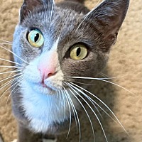 adopt a pet