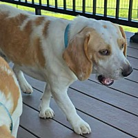 Zephyr