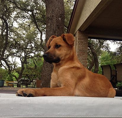 Golden retriever store mountain cur mix