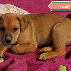 Photo of TAYLOR'S PUP SANDY
