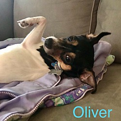 Thumbnail photo of OLIVER #3