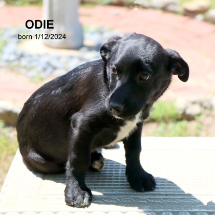 Thumbnail photo of Odie-9041 #1