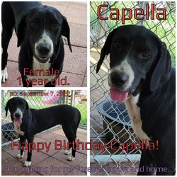 Thumbnail photo of Capella #2