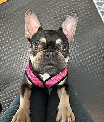 Wheaton, IL - French Bulldog. Meet Tilly a Pet for Adoption - AdoptaPet.com