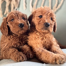 Thumbnail photo of Sweeties pups #3