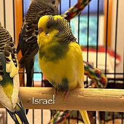 Thumbnail photo of Israel #1