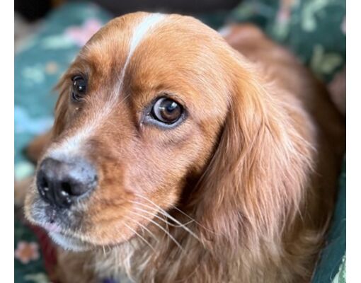 Avon, IN Golden Retriever/Cavalier King Charles Spaniel. Meet Toby Keith a Pet for Adoption