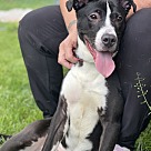 Adopt A Pet :: Ayden - Lancaster, OH
