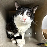 adopt a pet
