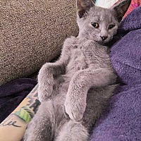 adopt a pet