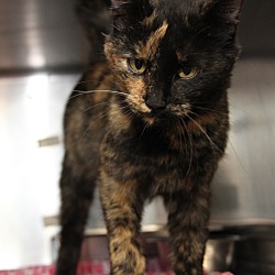 Thumbnail photo of Fiona (Spayed & Combo Tested) #3